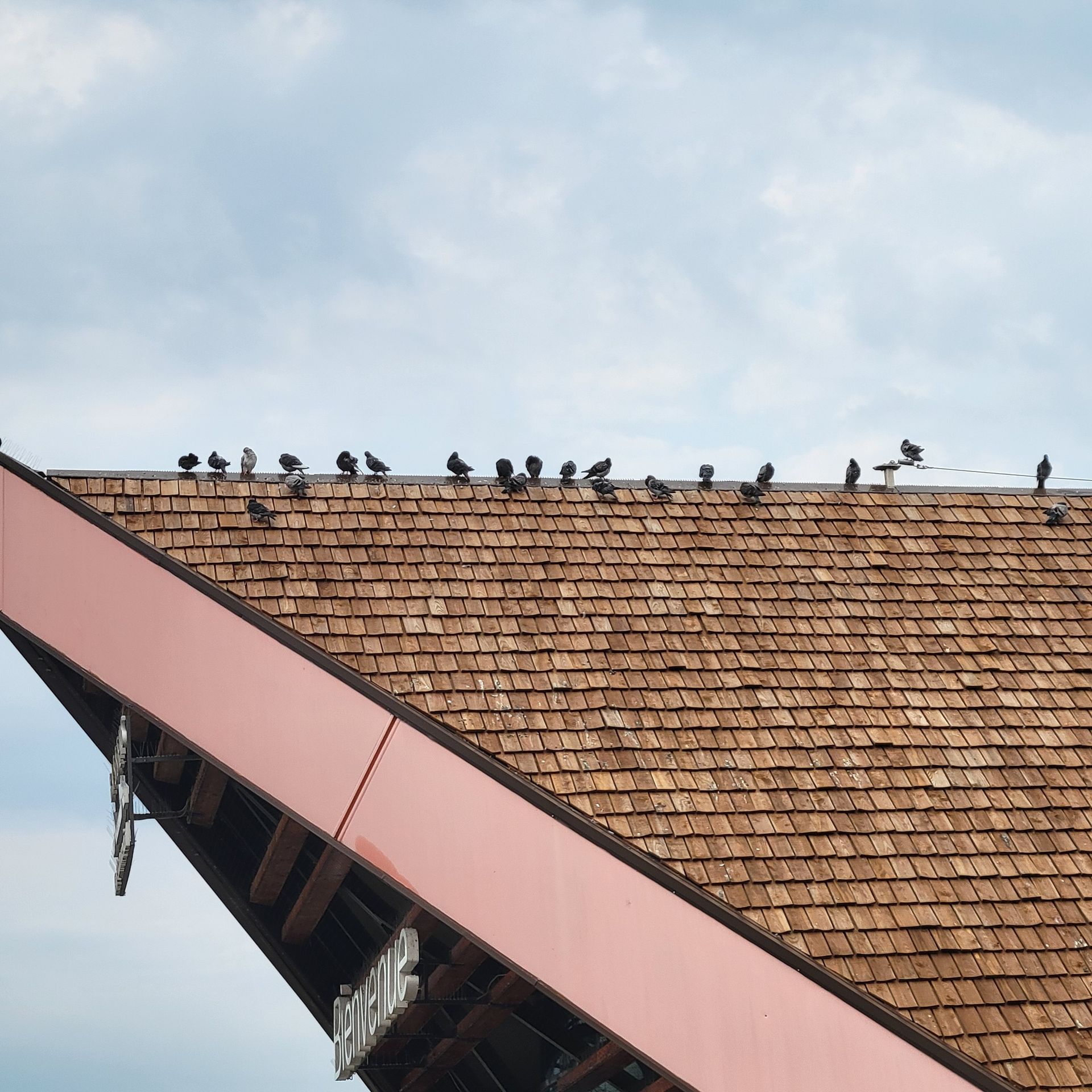 Invasion de pigeons