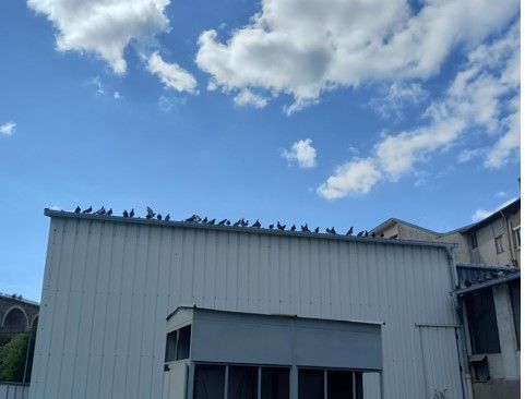 Invasion de pigeons sur toiture