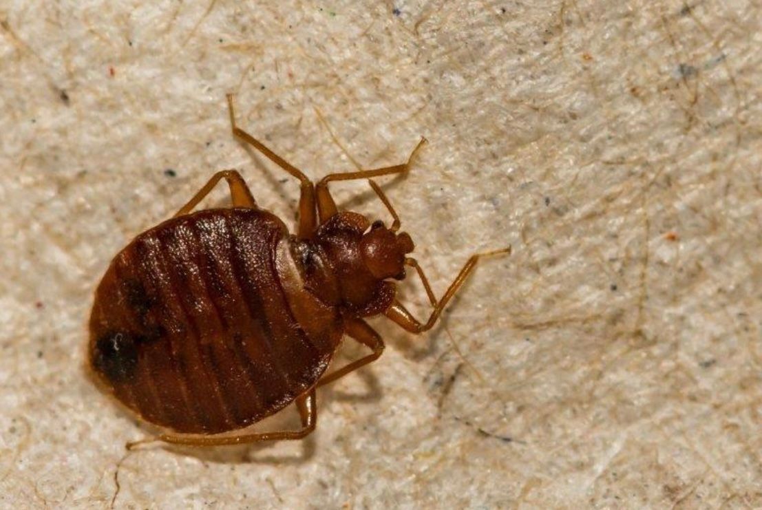 Toutes les réponses sur les punaises de lit