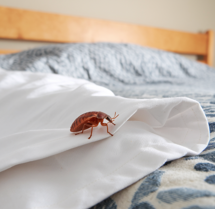 Punaise de lit sur un drap 