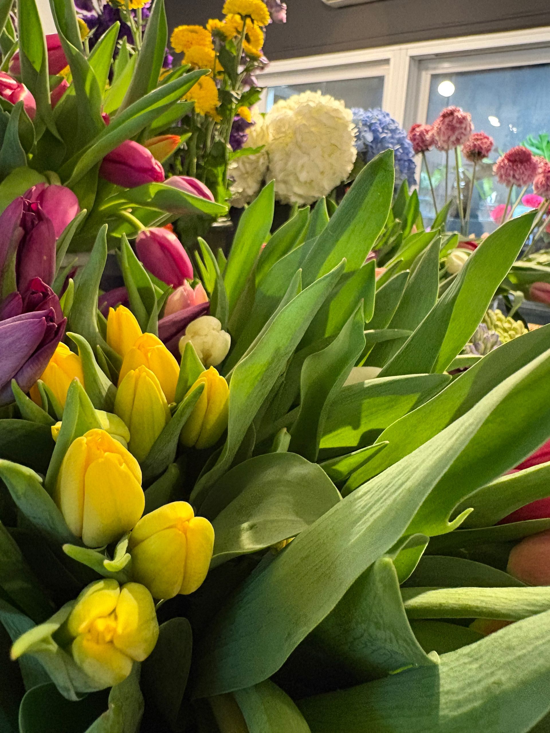 Tulipes colorées et autres fleurs printanières dans une serre