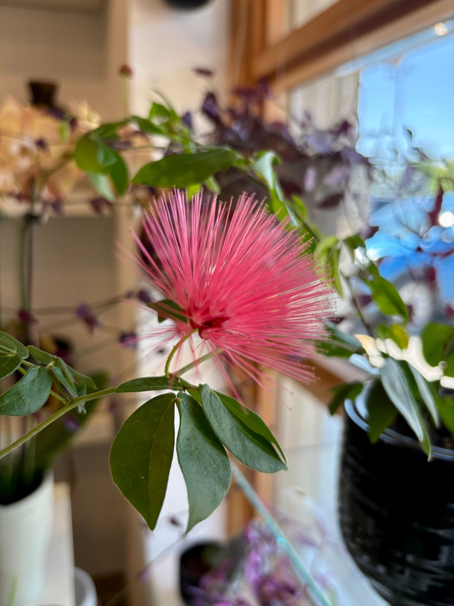 Fleur rose poudrée à feuilles vertes, à l'intérieur, près d'une fenêtre