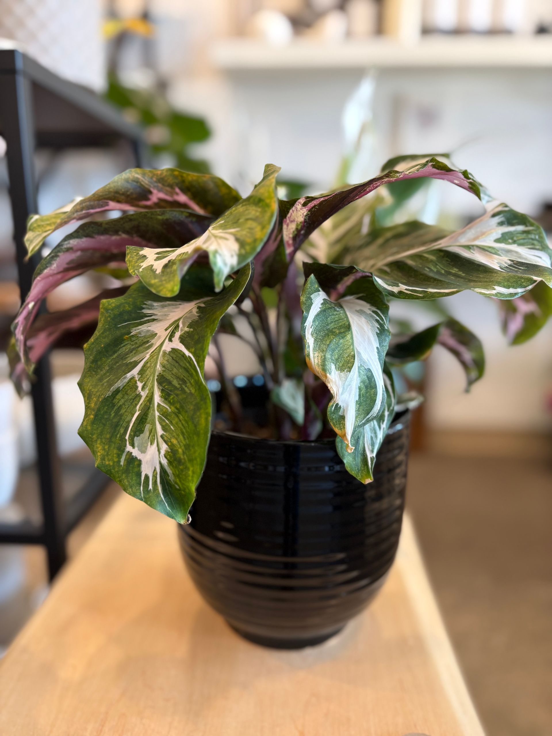 Plante d'intérieur panachée à feuilles vertes, crème et roses dans un pot noir sur une table en bois