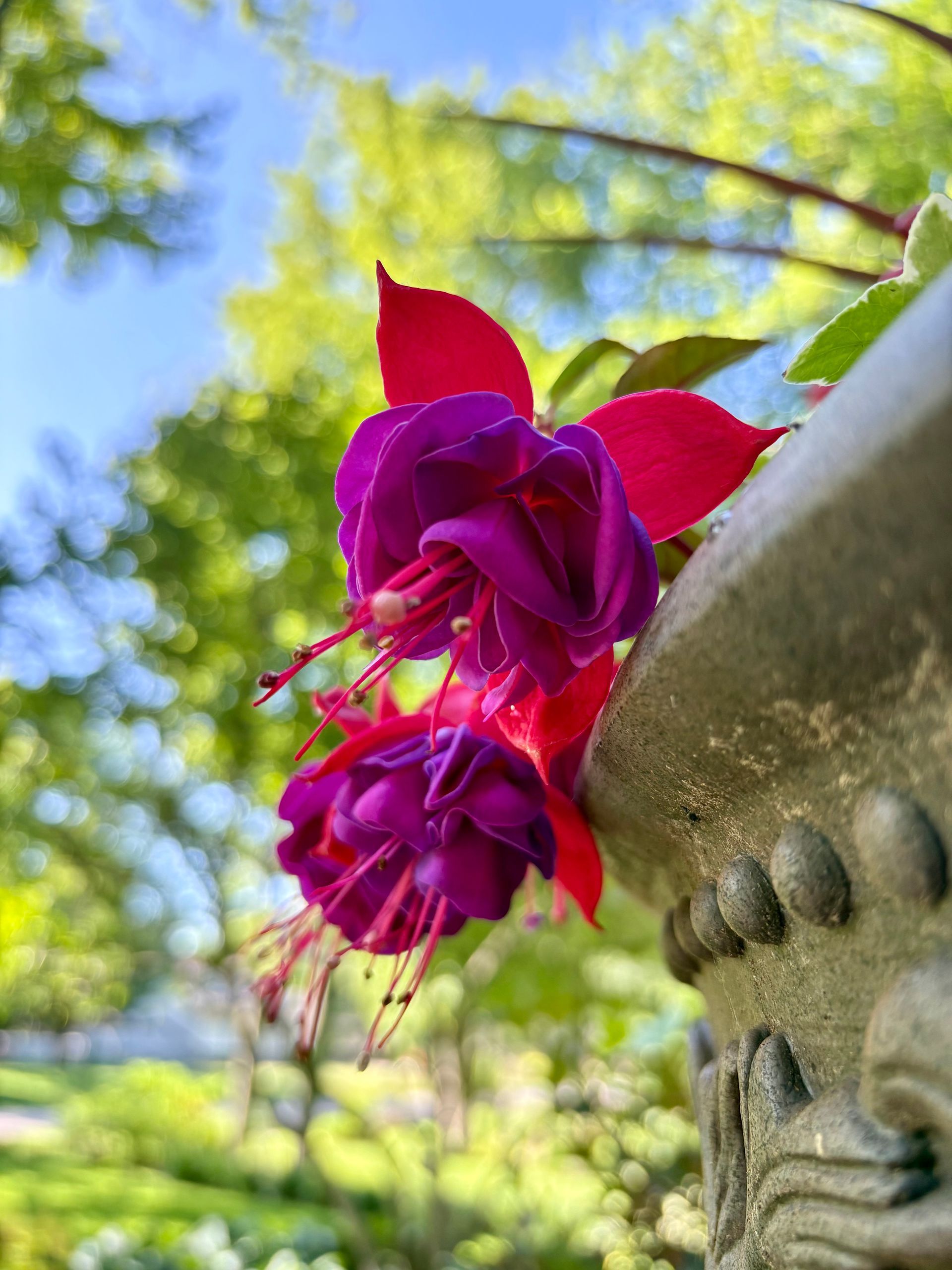 Des fleurs magenta s'épanouissent près d'un bain d'oiseaux en pierre dans un jardin ensoleillé