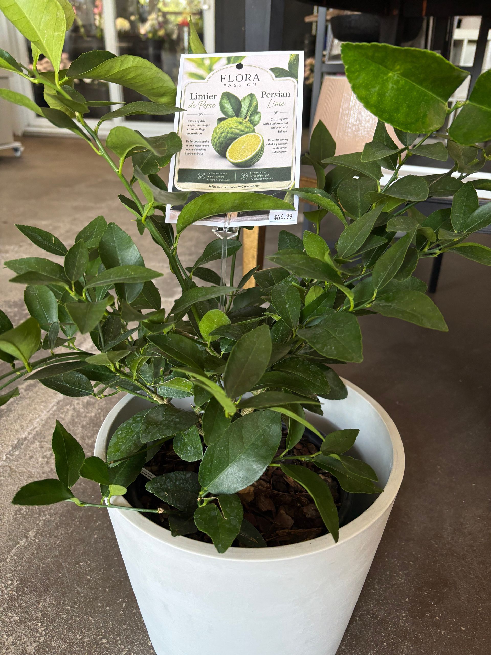 Citronnier en pot aux feuilles vert brillant et à l'étiquette, dans un pot blanc à l'intérieur.