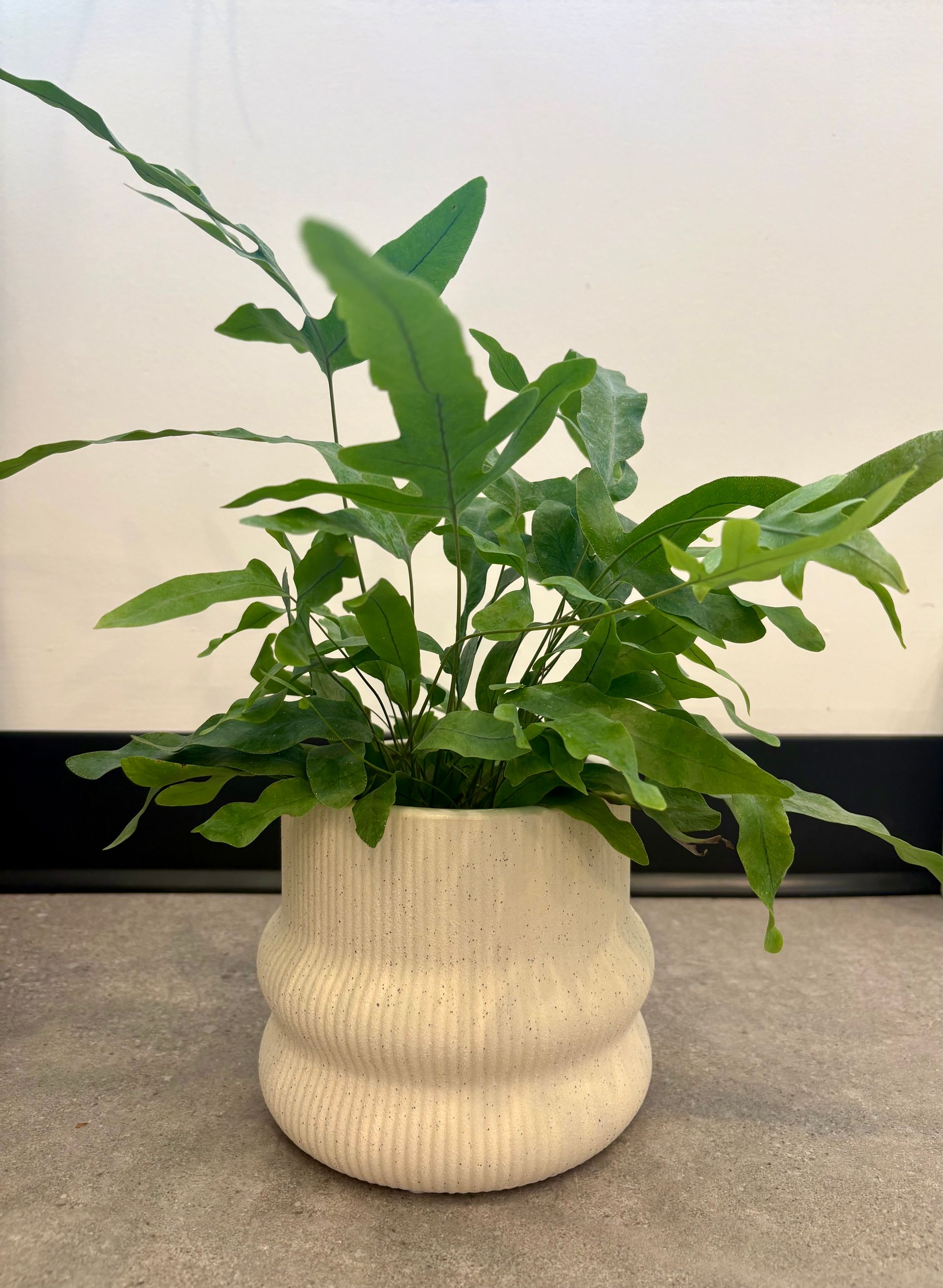 Plante verte en pot à longues feuilles dans un cache-pot en céramique couleur crème sur un sol gris