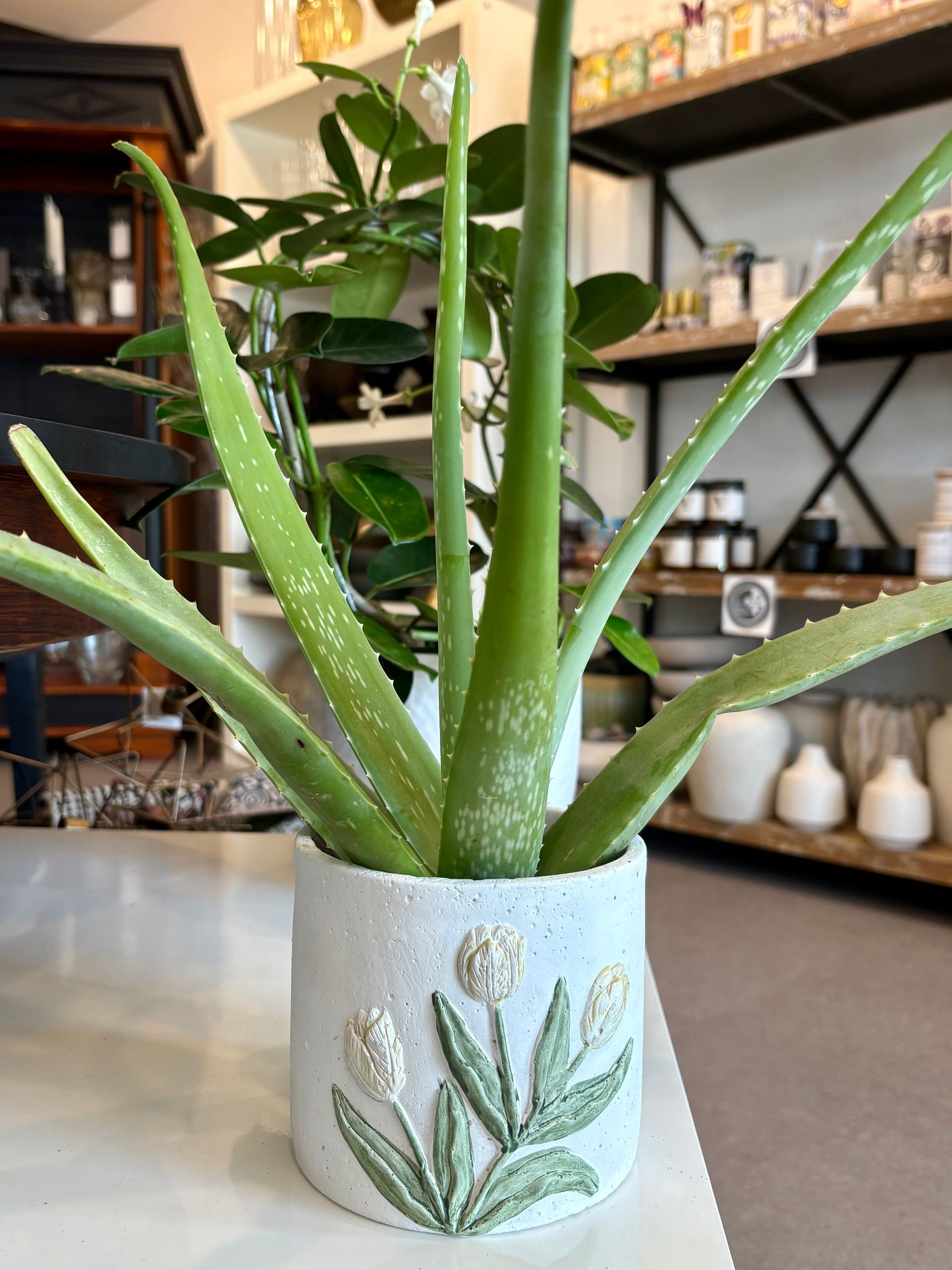 Plante d'aloe vera dans un pot en céramique blanche à motif de feuilles, posée sur une table dans un magasin ou un café.