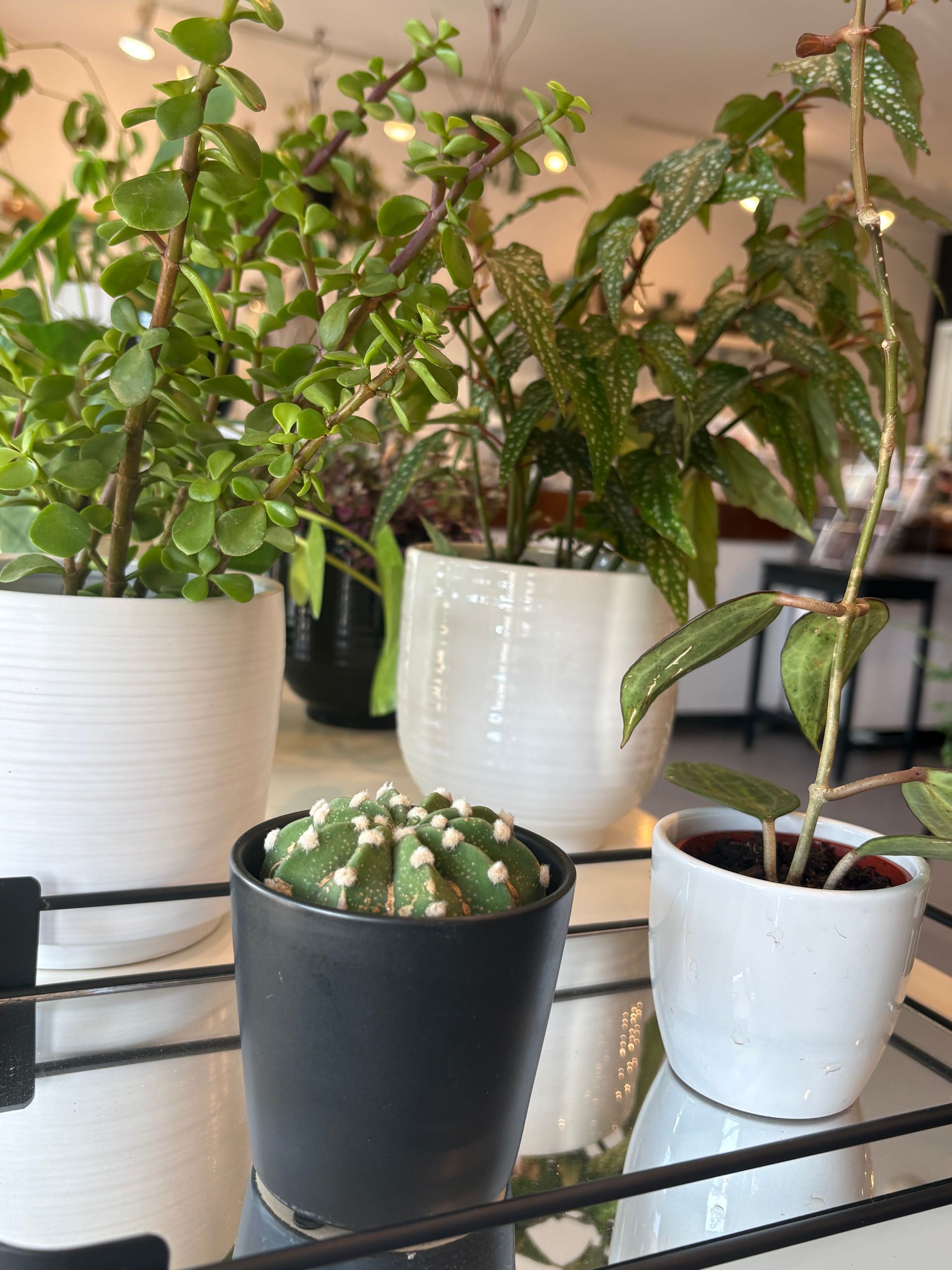 Diverses plantes d'intérieur en pot disposées sur une étagère, dont un cactus et des plantes à feuilles dans des pots blancs et noirs.