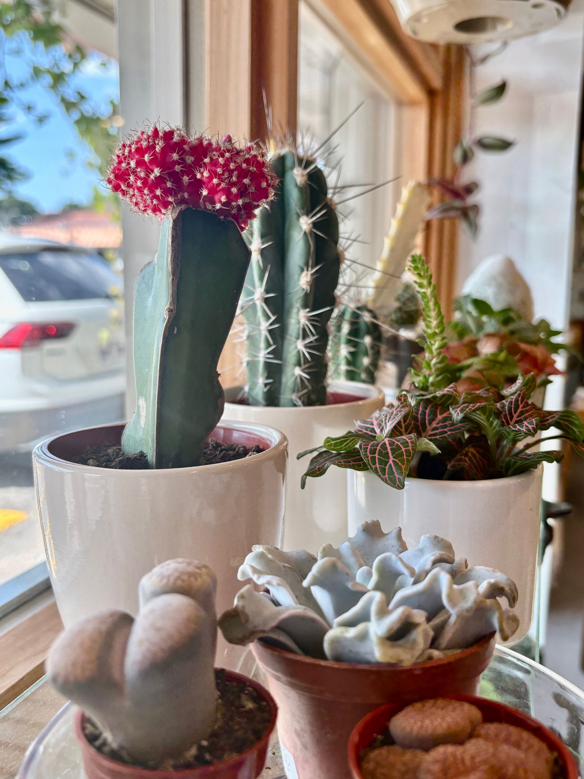 Des plantes grasses et des cactus en pot sur un rebord de fenêtre ensoleillé, dont un cactus à sommet rose et une plante grasse en rosette grise.