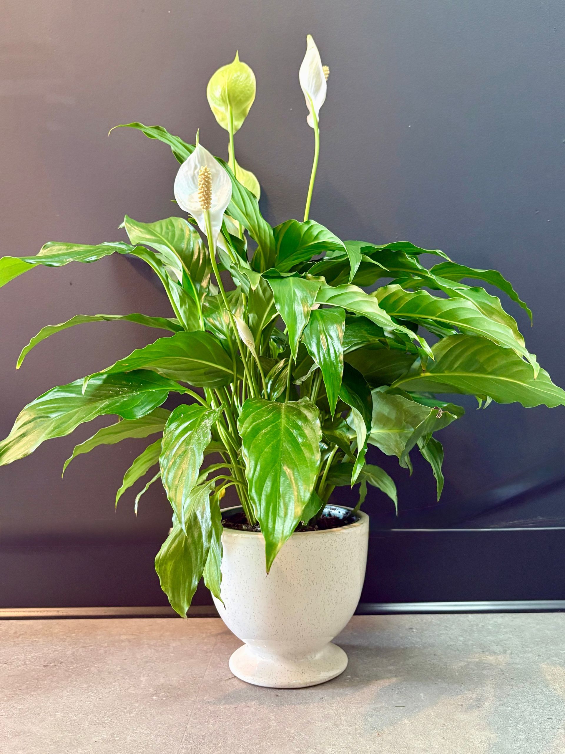 Lys de la paix en pot, à fleurs blanches et feuilles vertes brillantes, sur fond sombre.