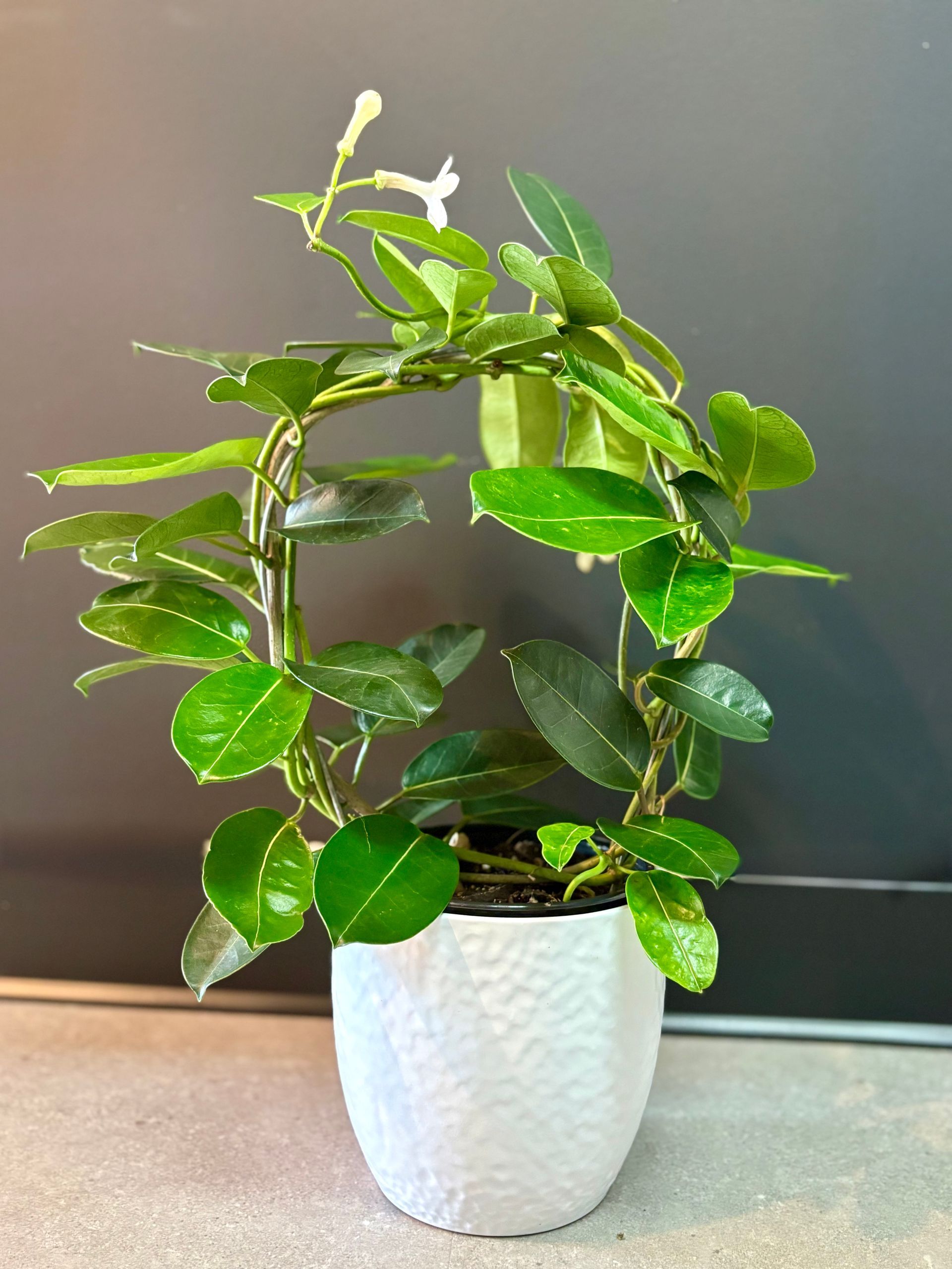 Plante d'intérieur verte en pot à fleurs blanches, dans un pot blanc texturé, sur fond gris.