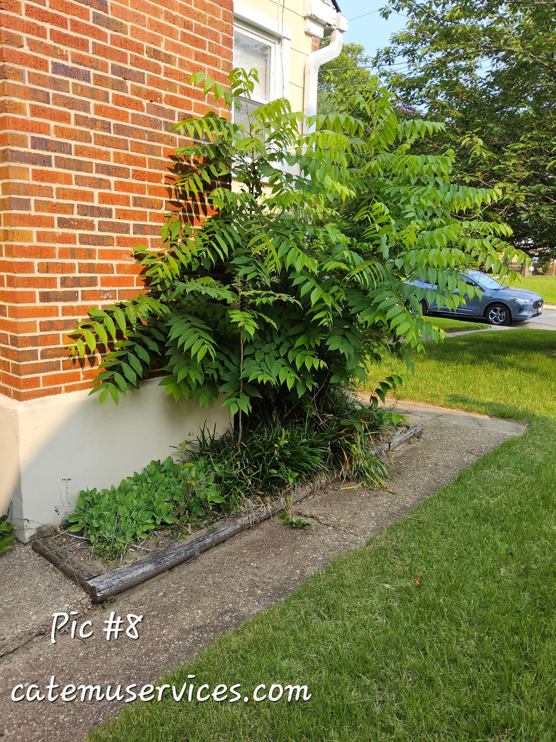 Brick building with overgrown greenery next to a concrete walkway and lawn.