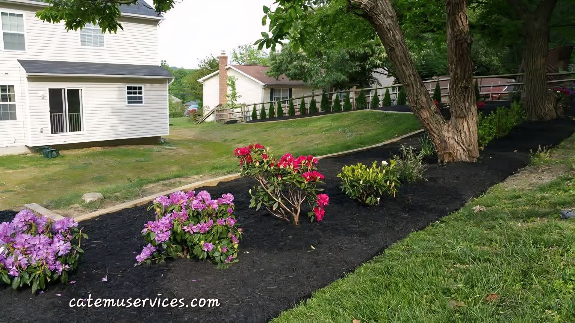 Black mulched garden bed with blooming pink and red flowers, bordered by grass, trees and houses.
