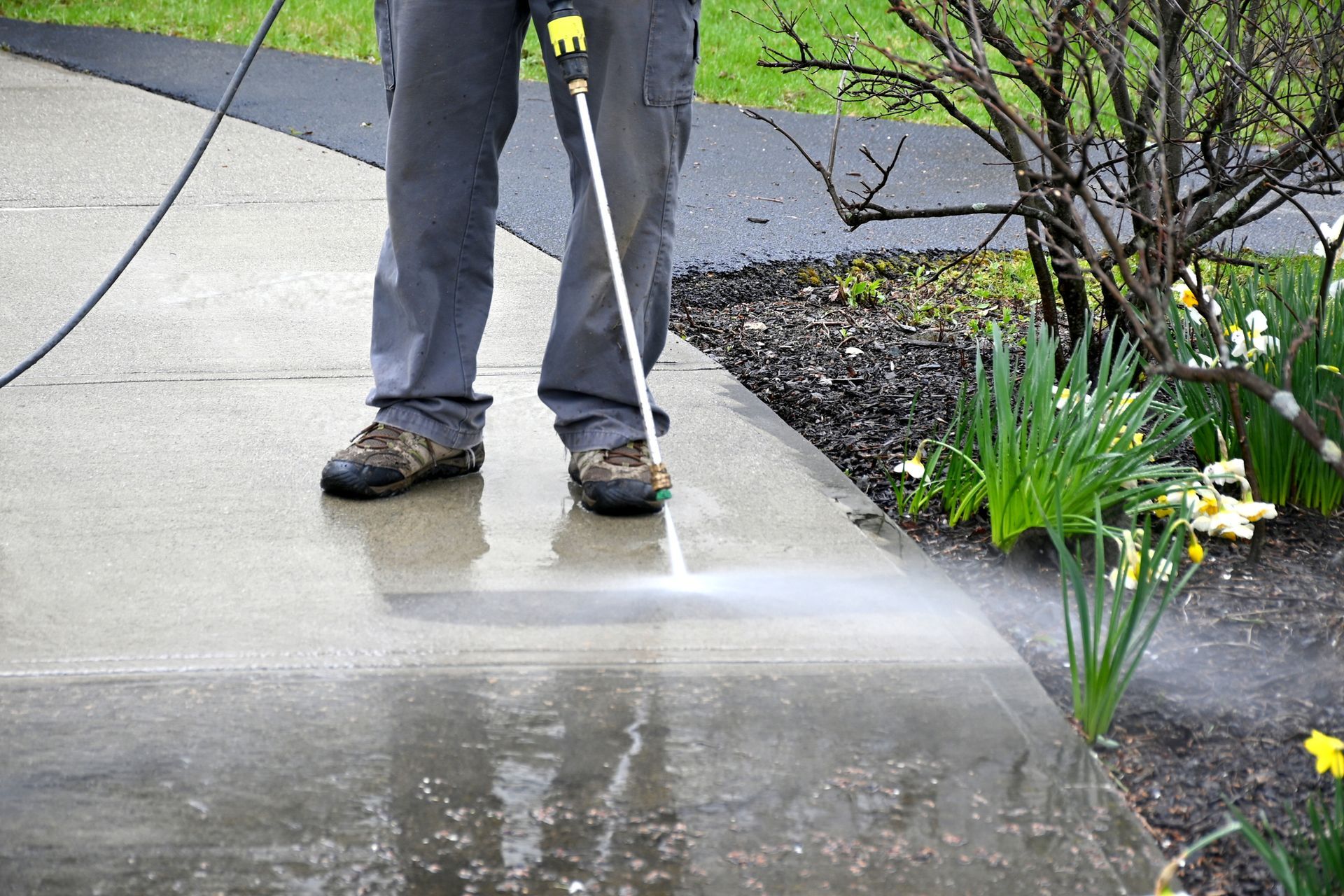 Person power washing a concrete walkway next to a garden with daffodils.