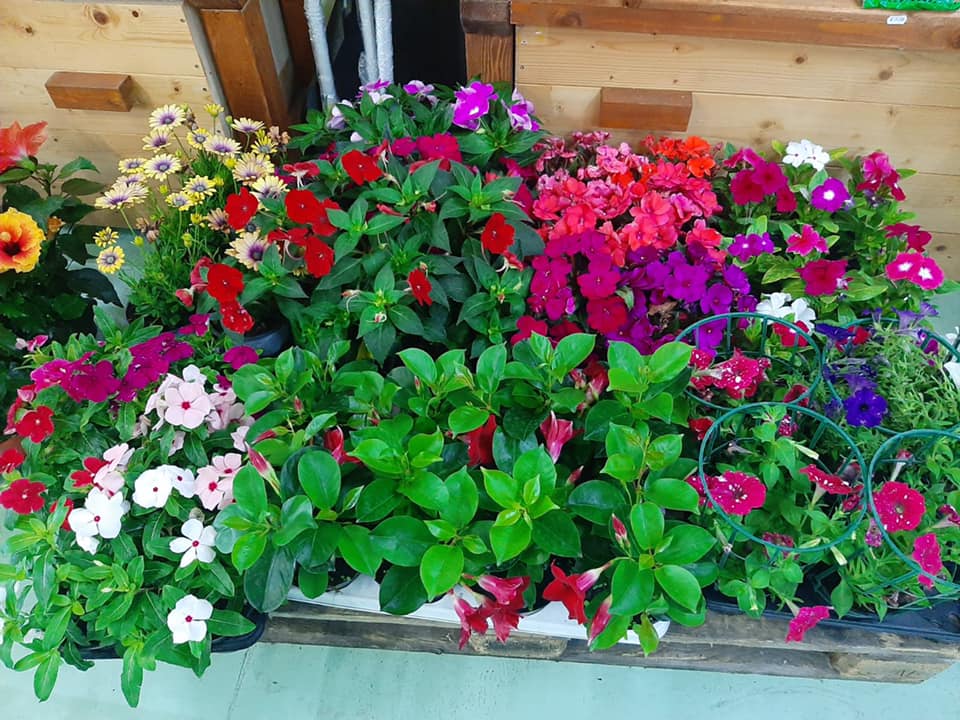 Fiori