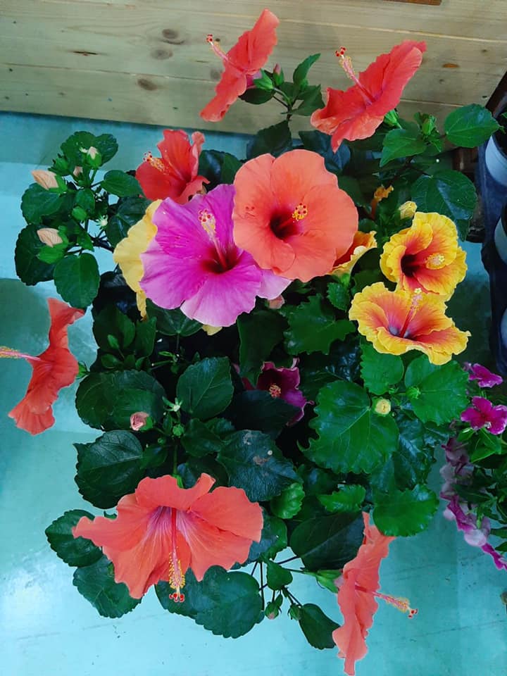 Fiori colorati