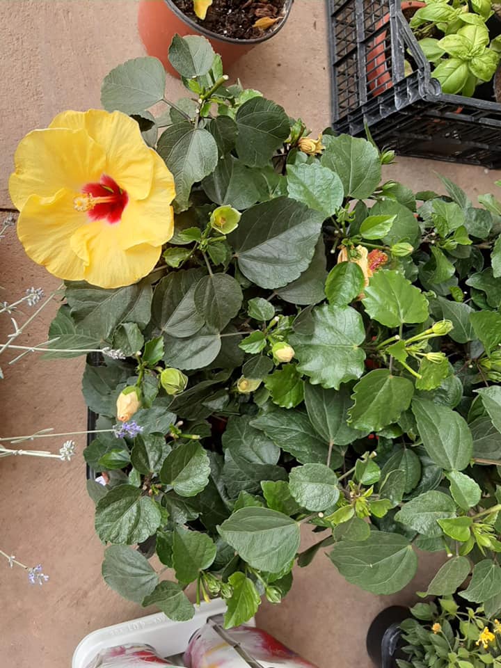 Fiori gialli