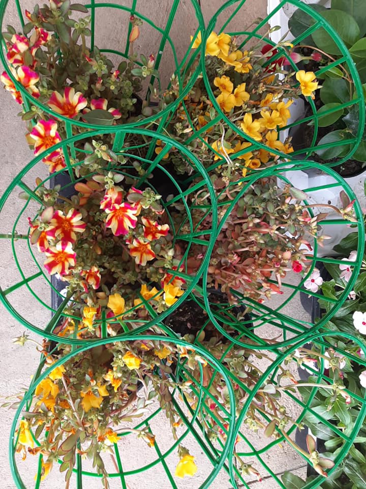 Mazzi di fiori