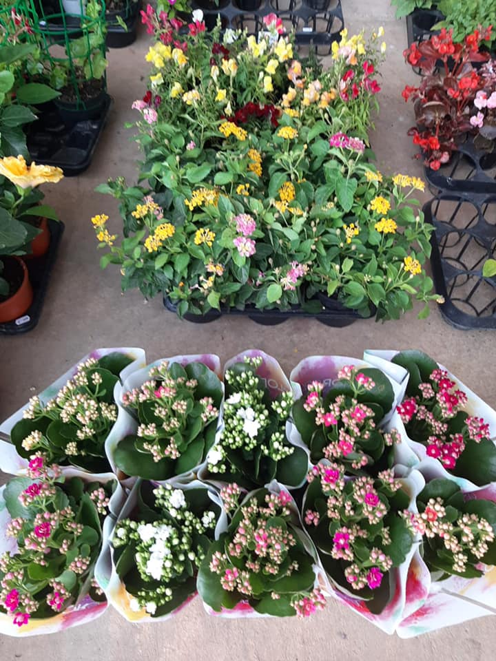 Fiori