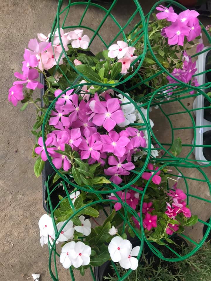 Fiori viola e bianchi