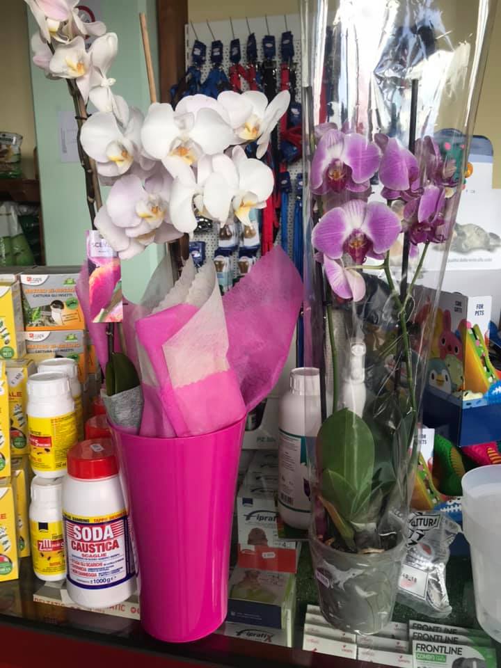 Orchidee