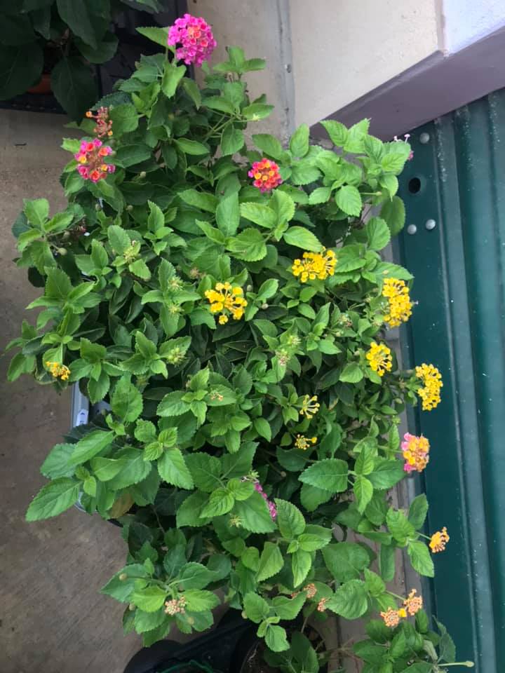 Fiori