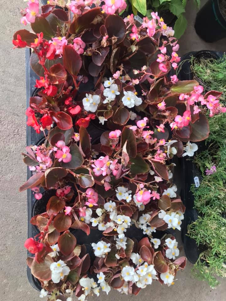 Fiori misti