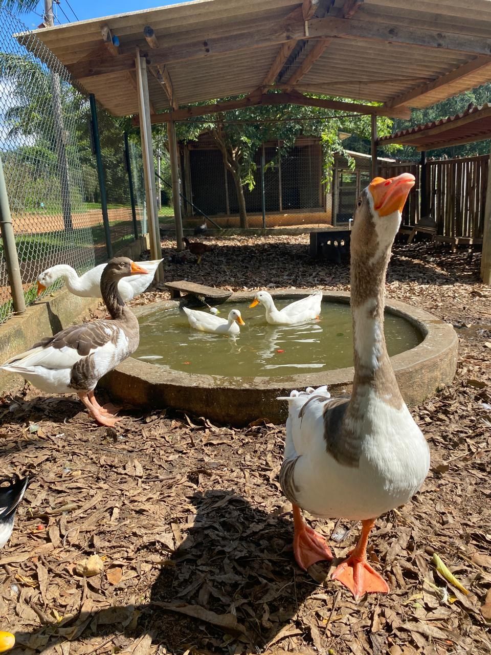 Animais do Sítio Sassafraz