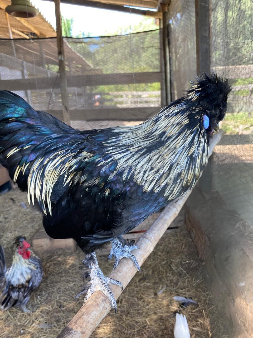 Animais do Sítio Sassafraz