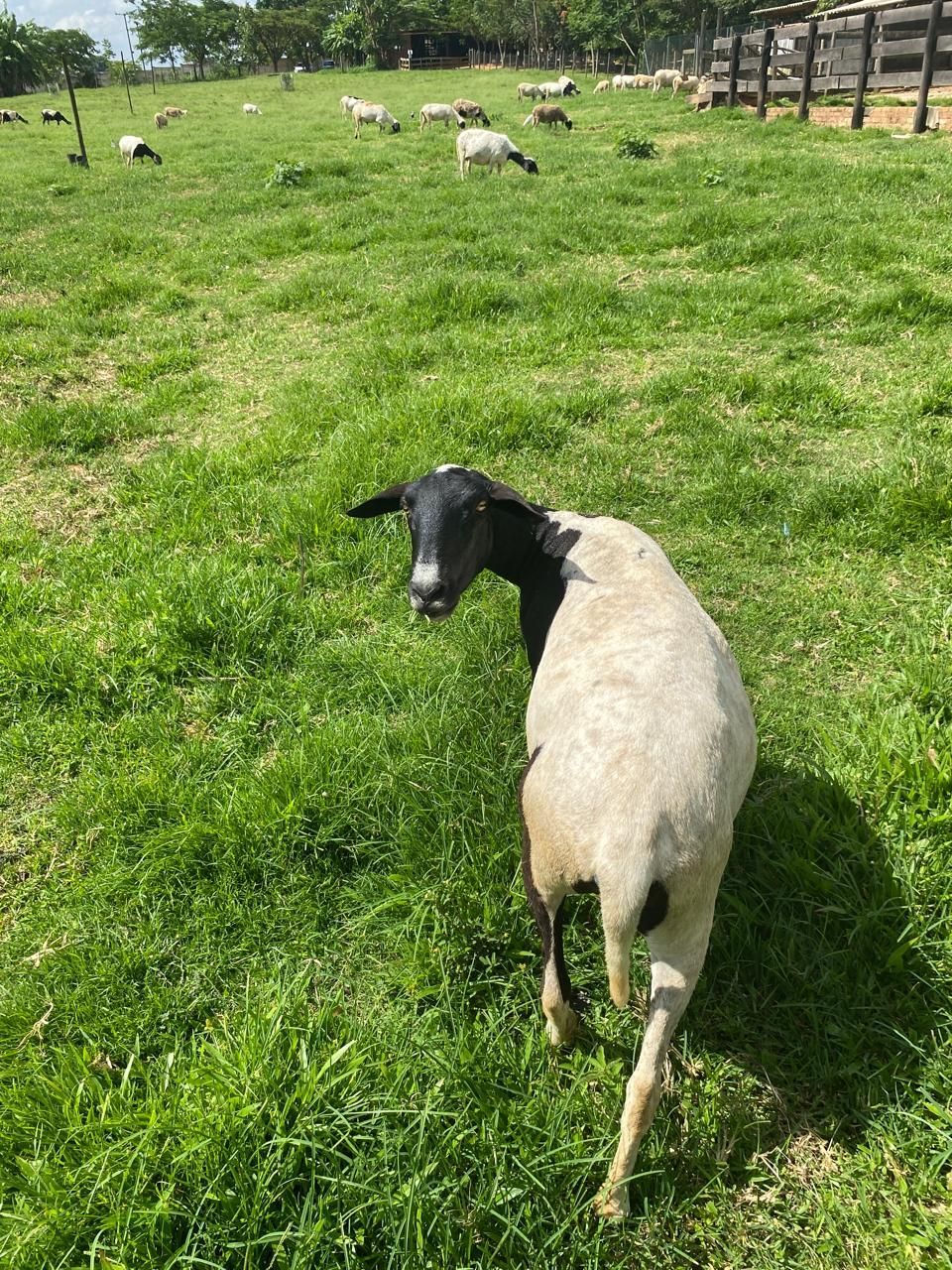 Animais do Sítio Sassafraz