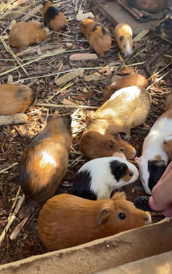 Animais do Sítio Sassafraz
