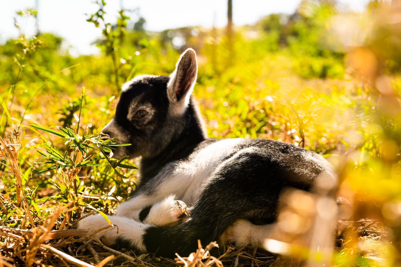 Animais do Sítio Sassafraz