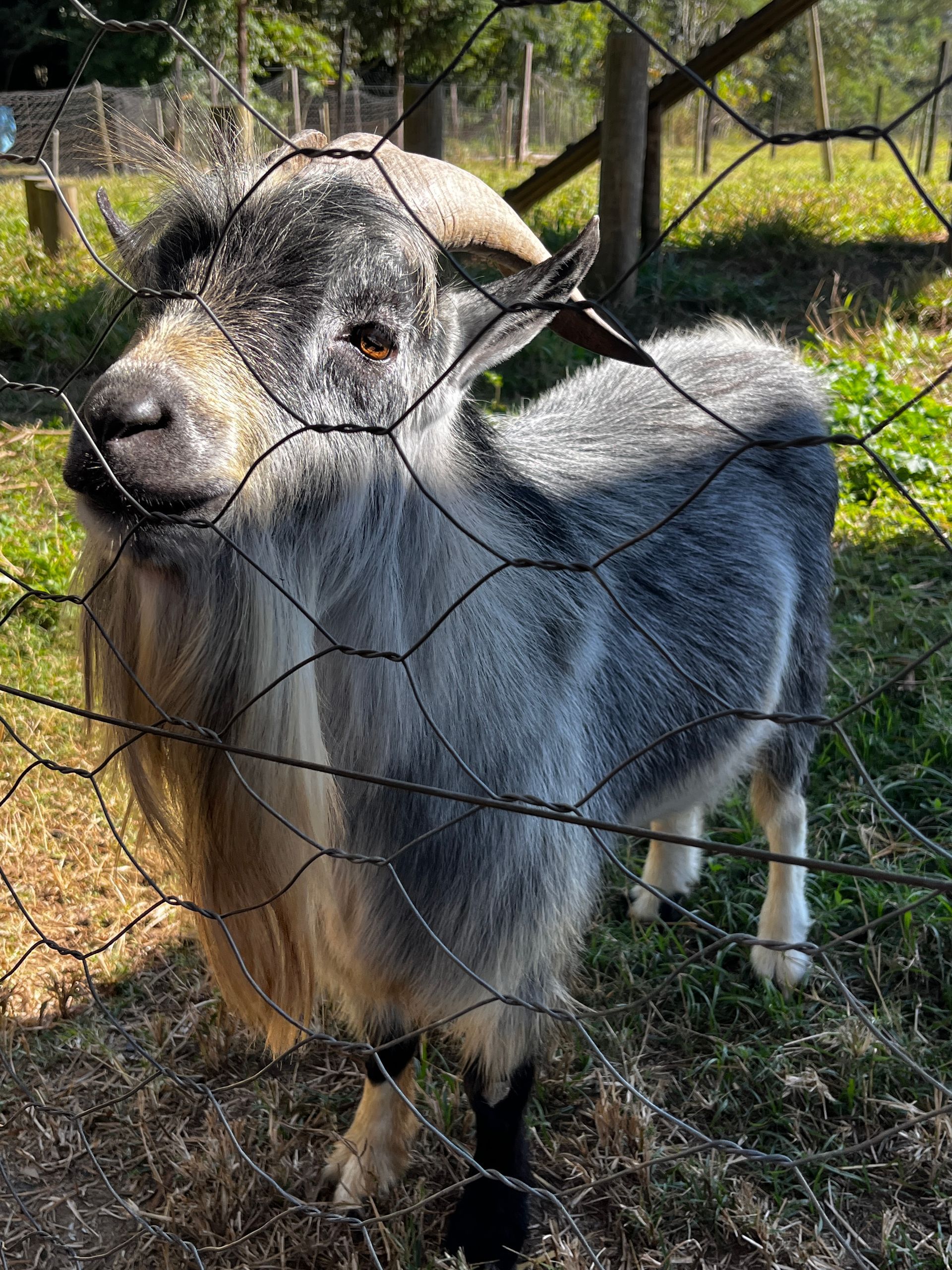 Animais do Sítio Sassafraz