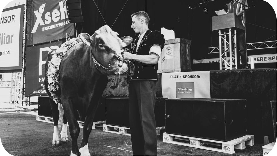 Siegermuni Oberaargauisches Schwingfest 2027, Clivio 
