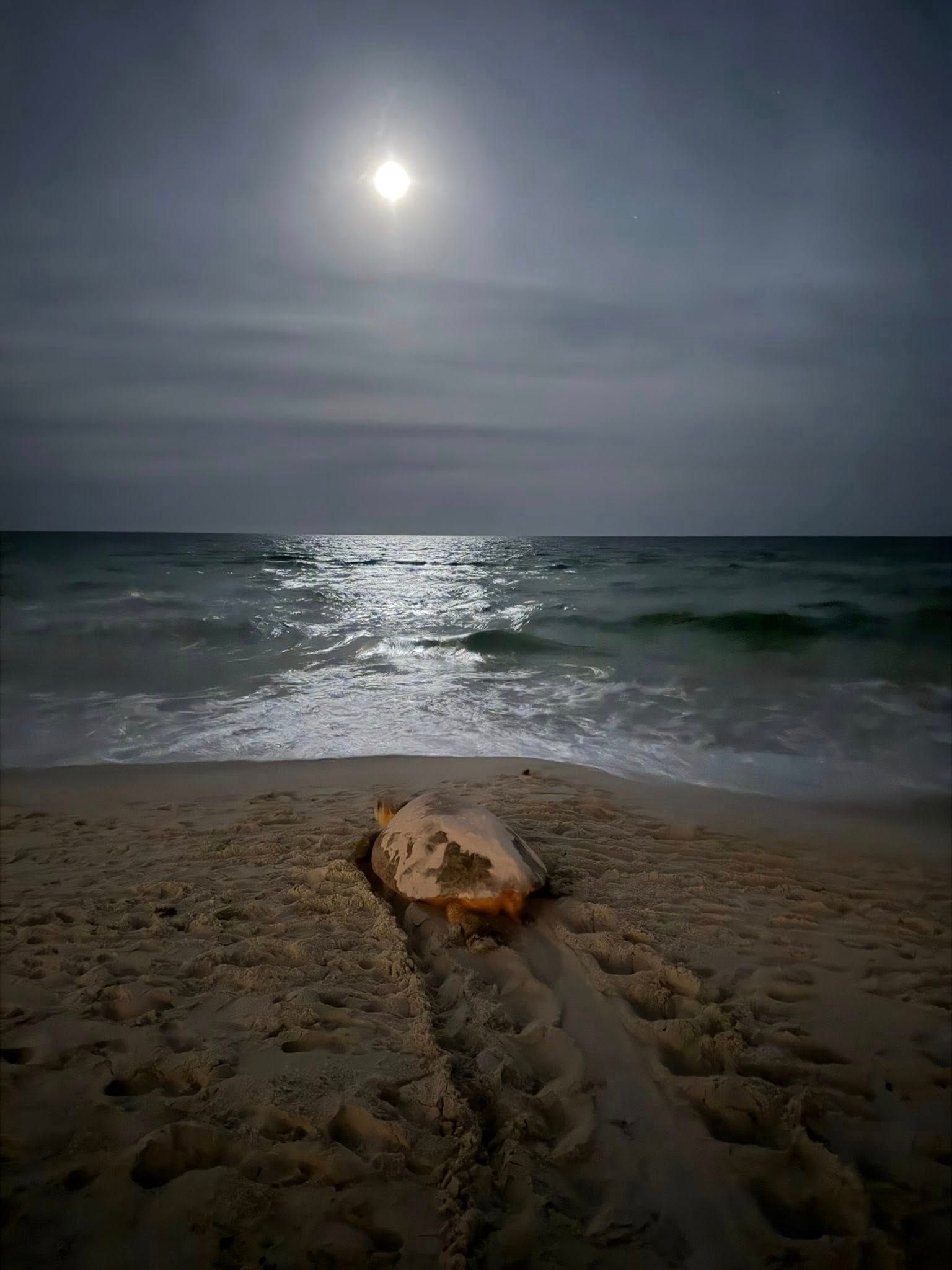 A Mama Sea Turtle Returns to the Gulf