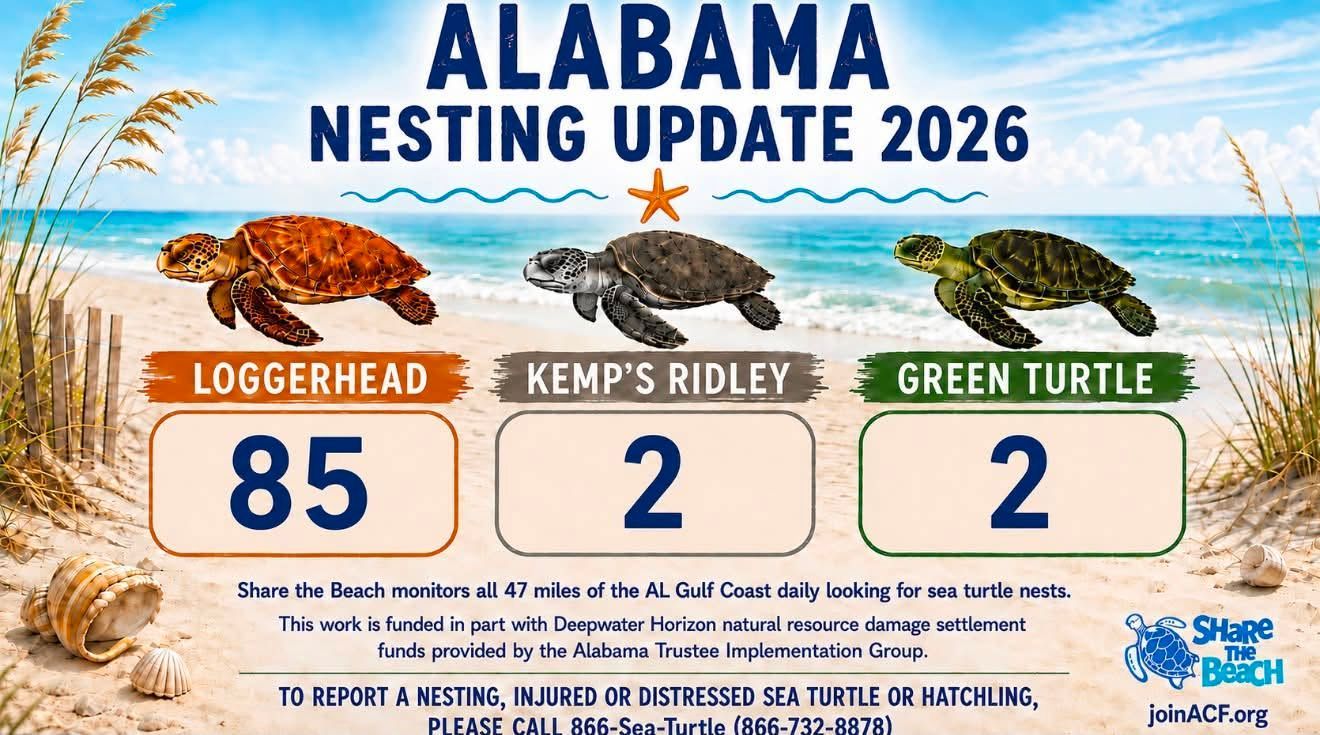 Alabama Sea Turtle Nesting Update for 2026