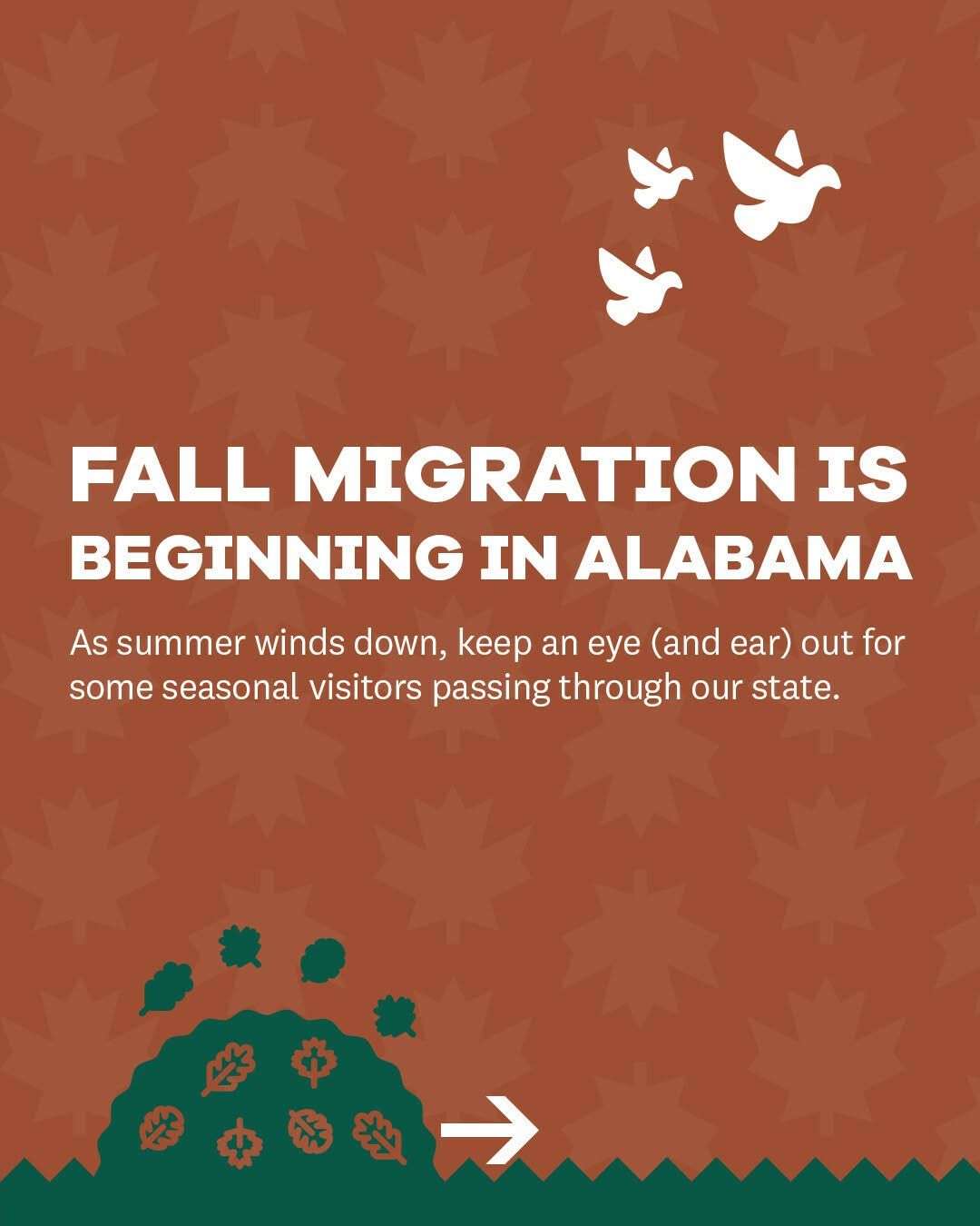 Alabama Fall Bird Migration 