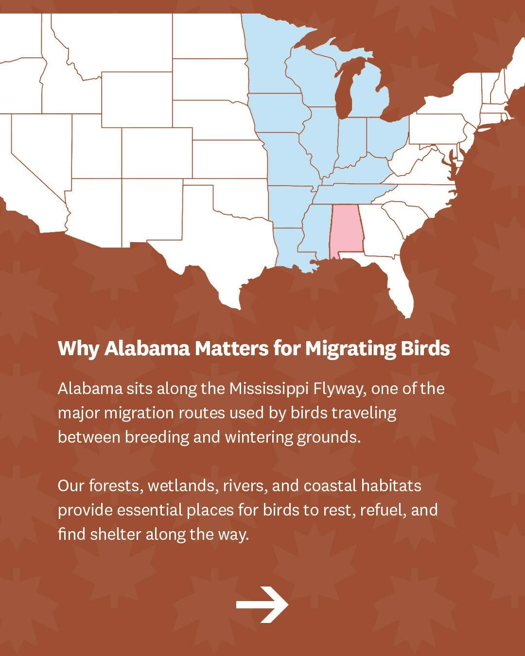 Alabama Fall Bird Migration 