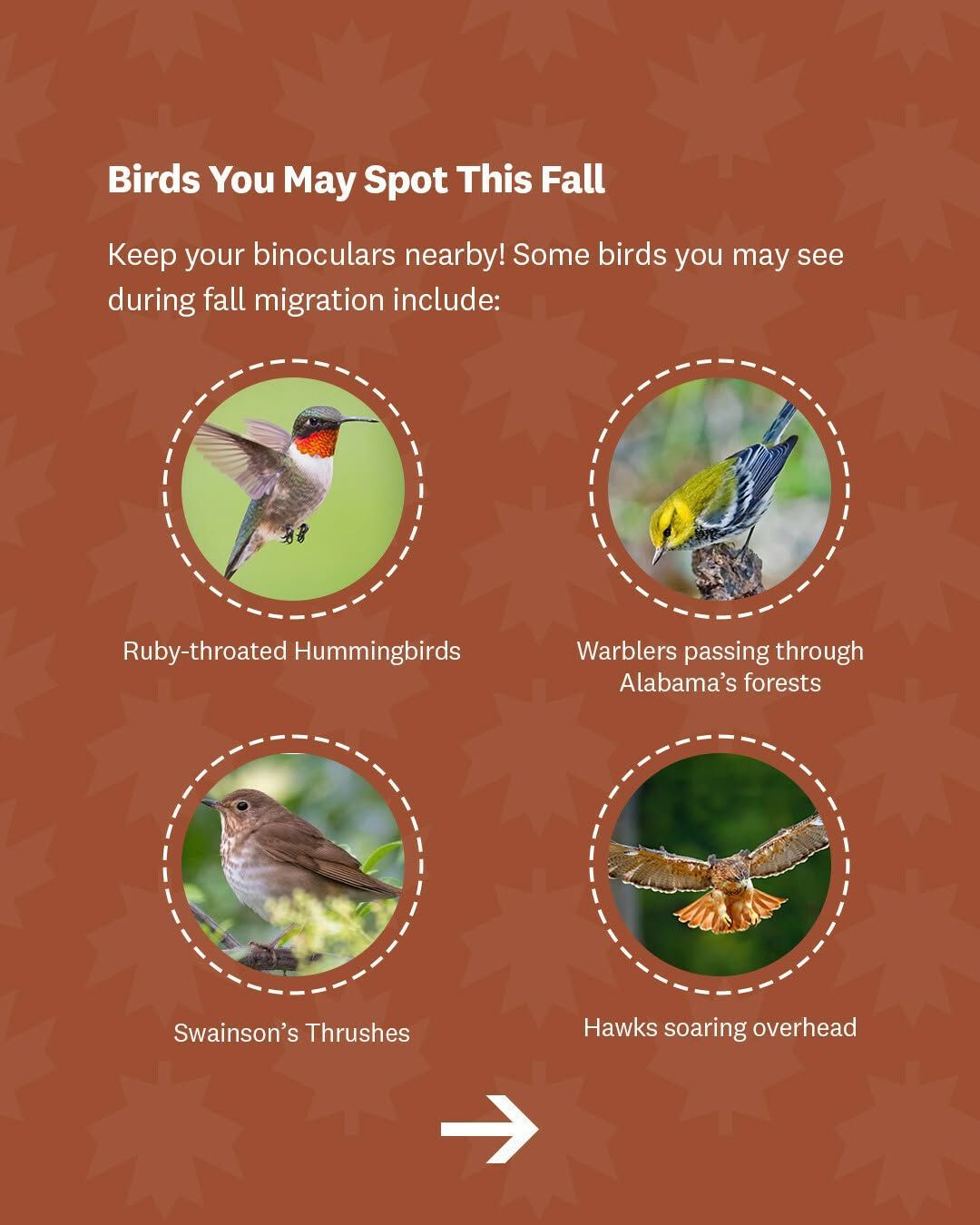Alabama Fall Bird Migration 
