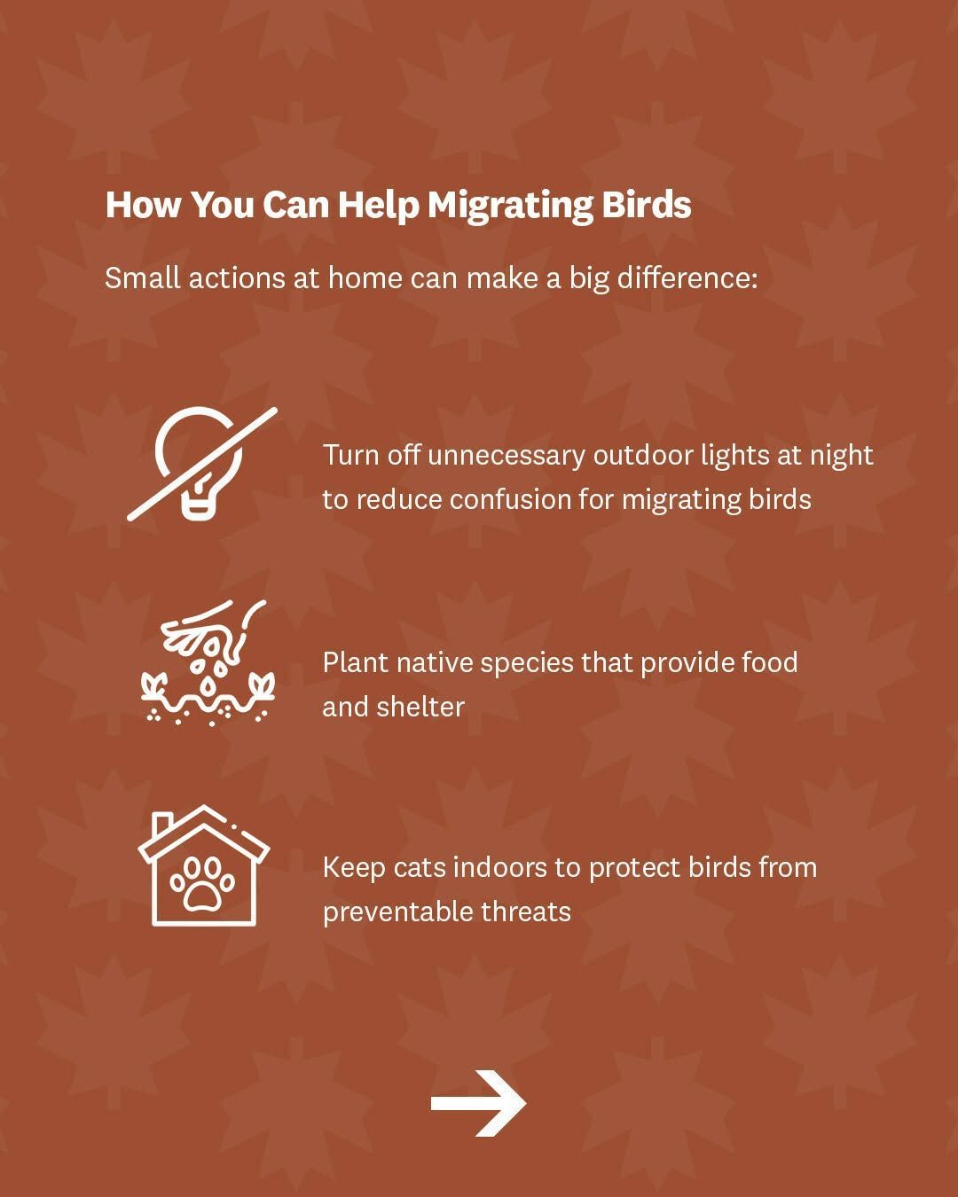 Alabama Fall Bird Migration 