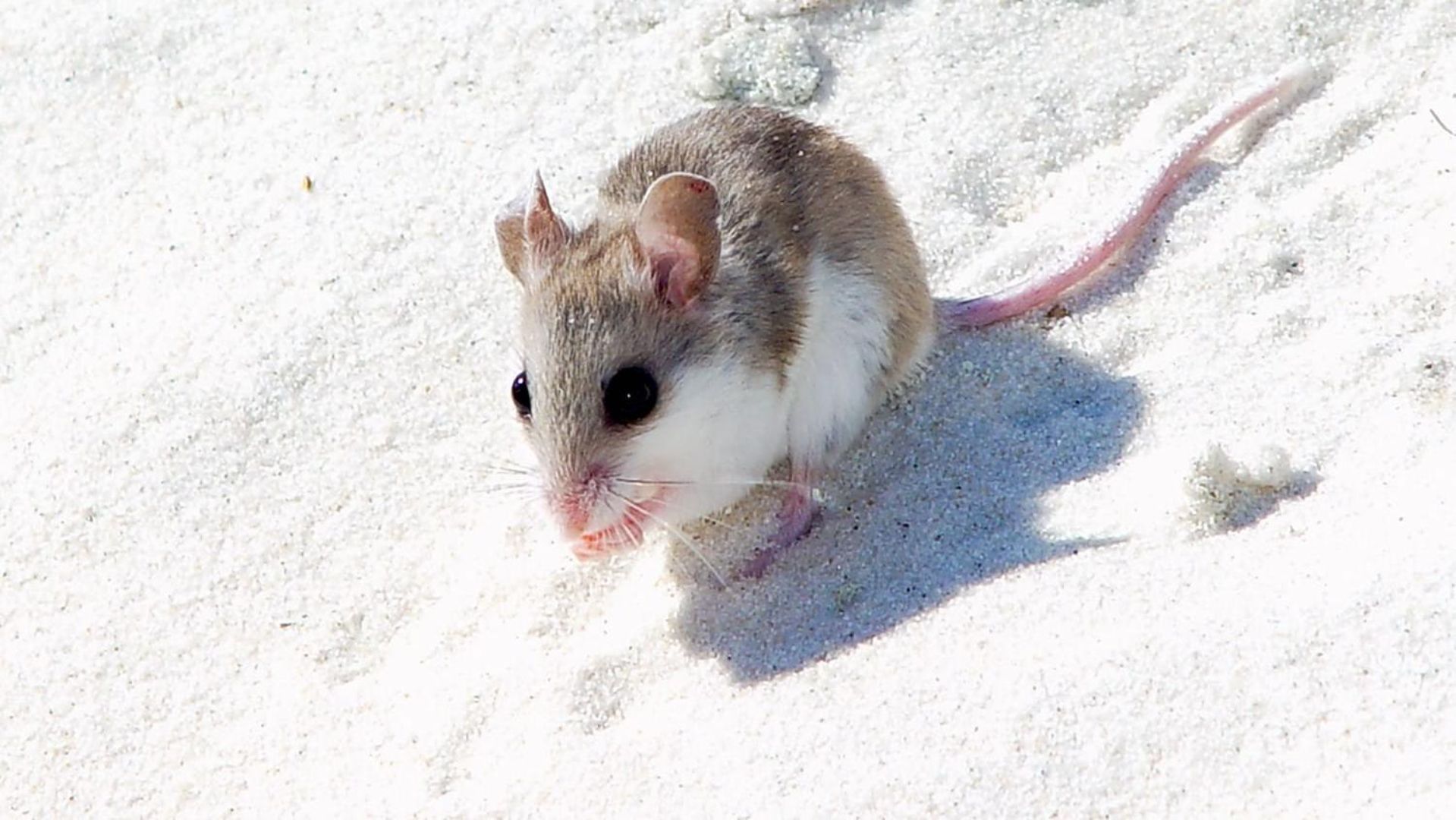 Alabama Beach Mouse