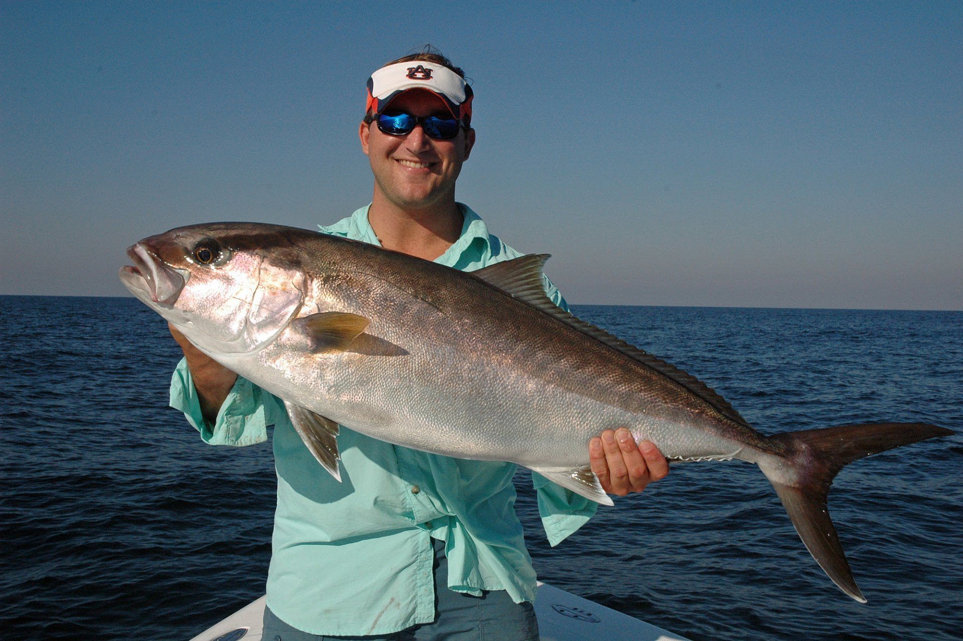 Gulf Amberjack