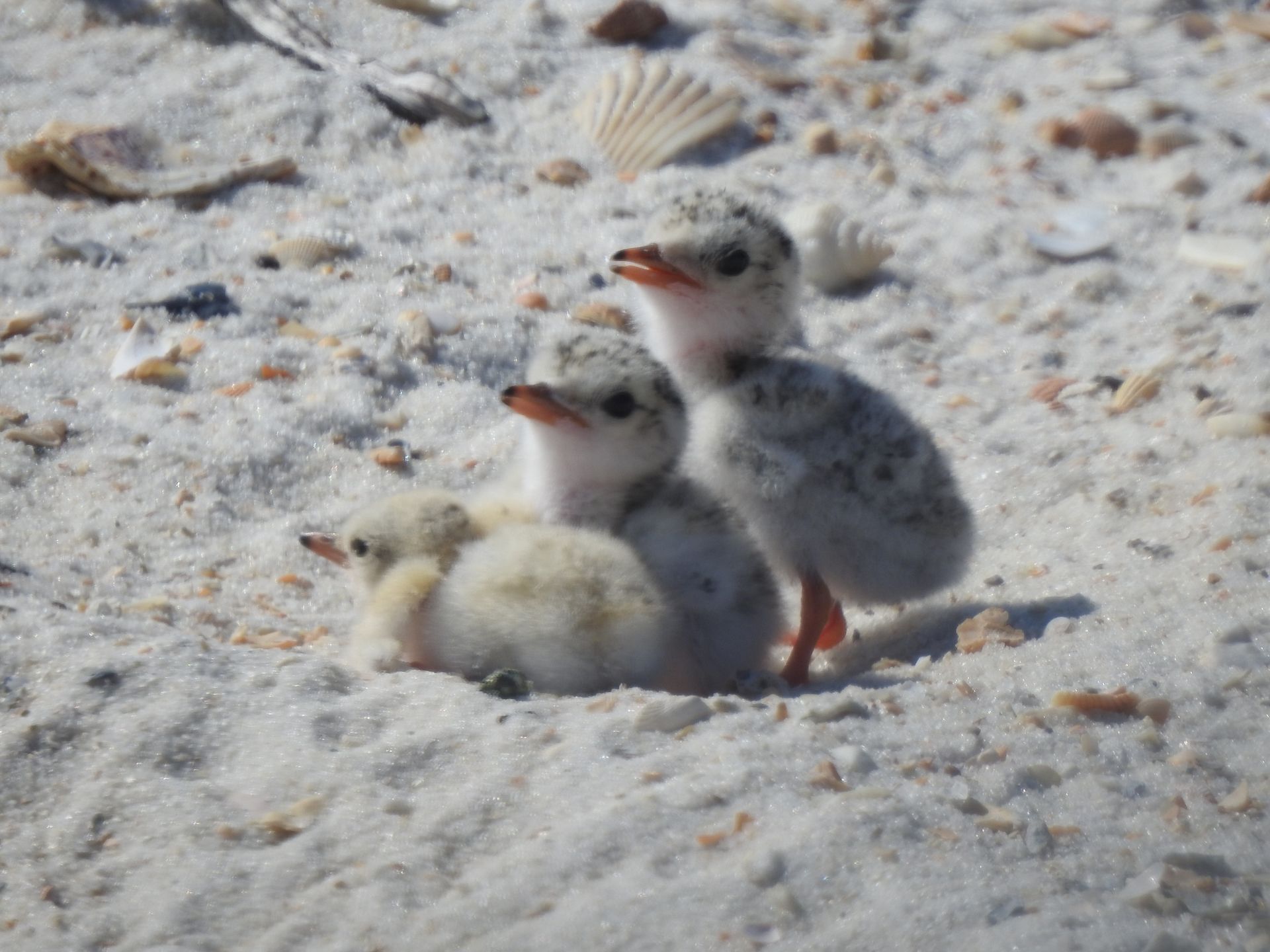 Free Bird Identification Class