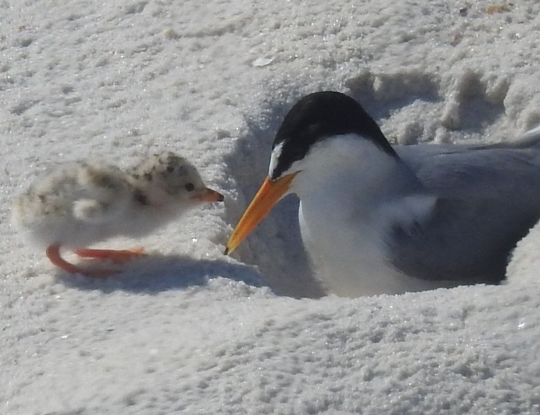 Shorebirds, Stock Photo