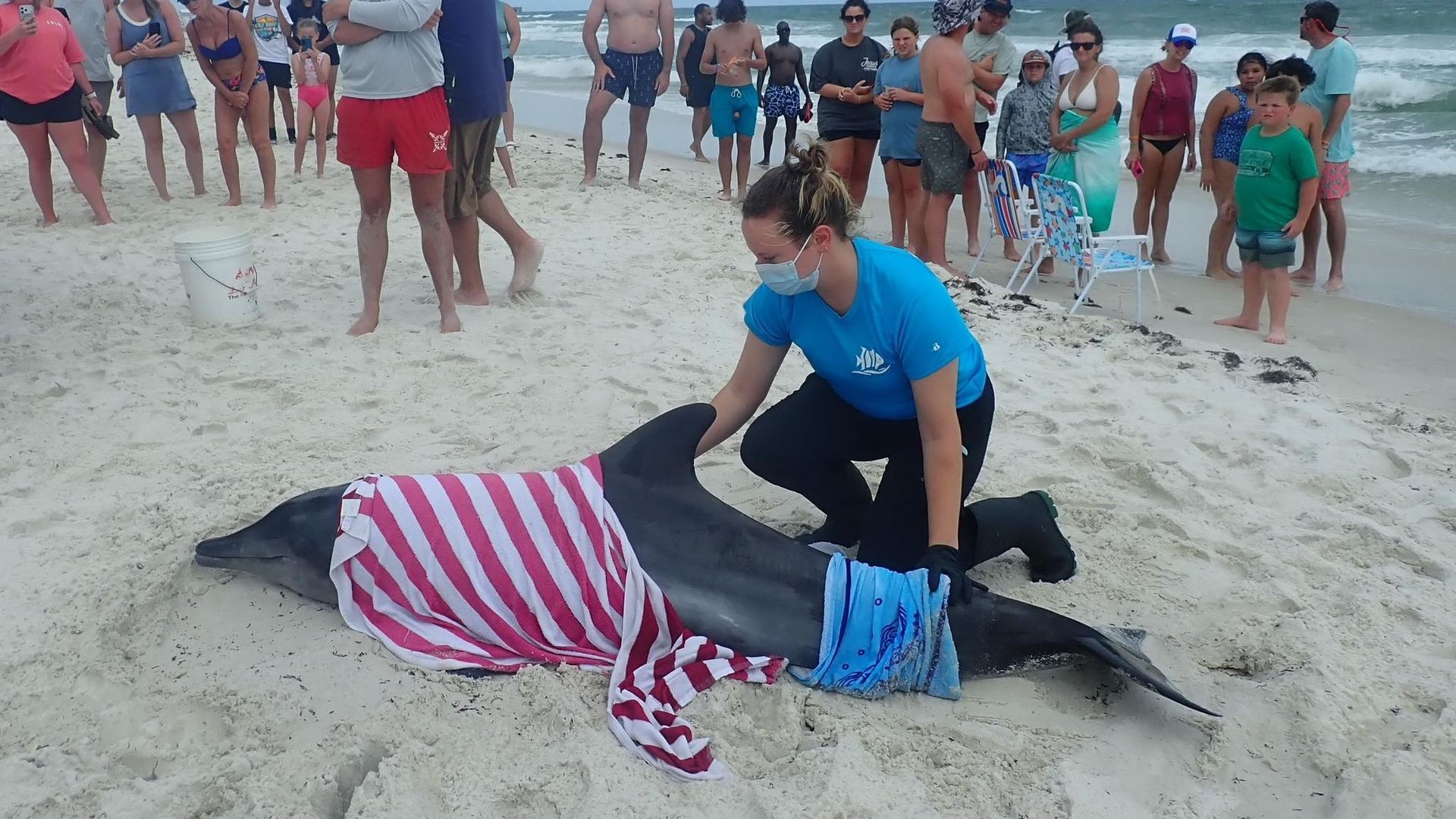 Beached Dolphin in Gulf Shores