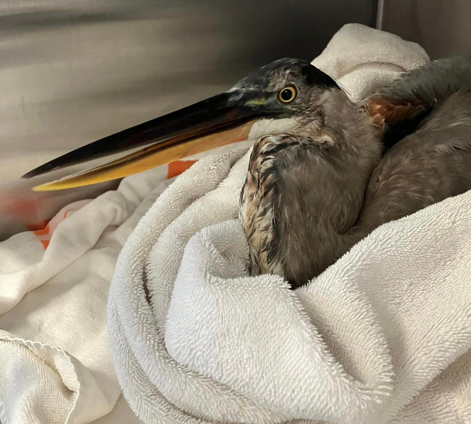 Gulf Shores Firefighters Rescue Heron Entangled in Tree, Orange Beach Wildlife Center Treats Heron