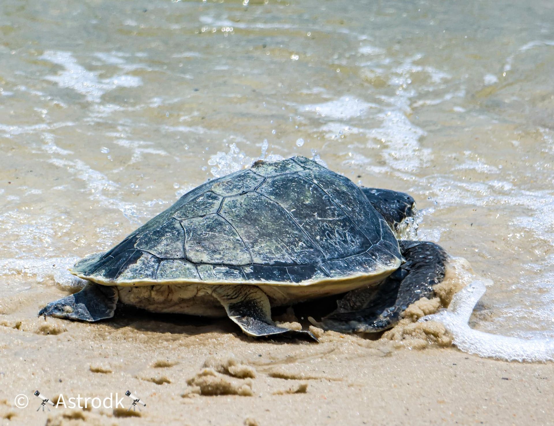 Alabama Sea Turtles 