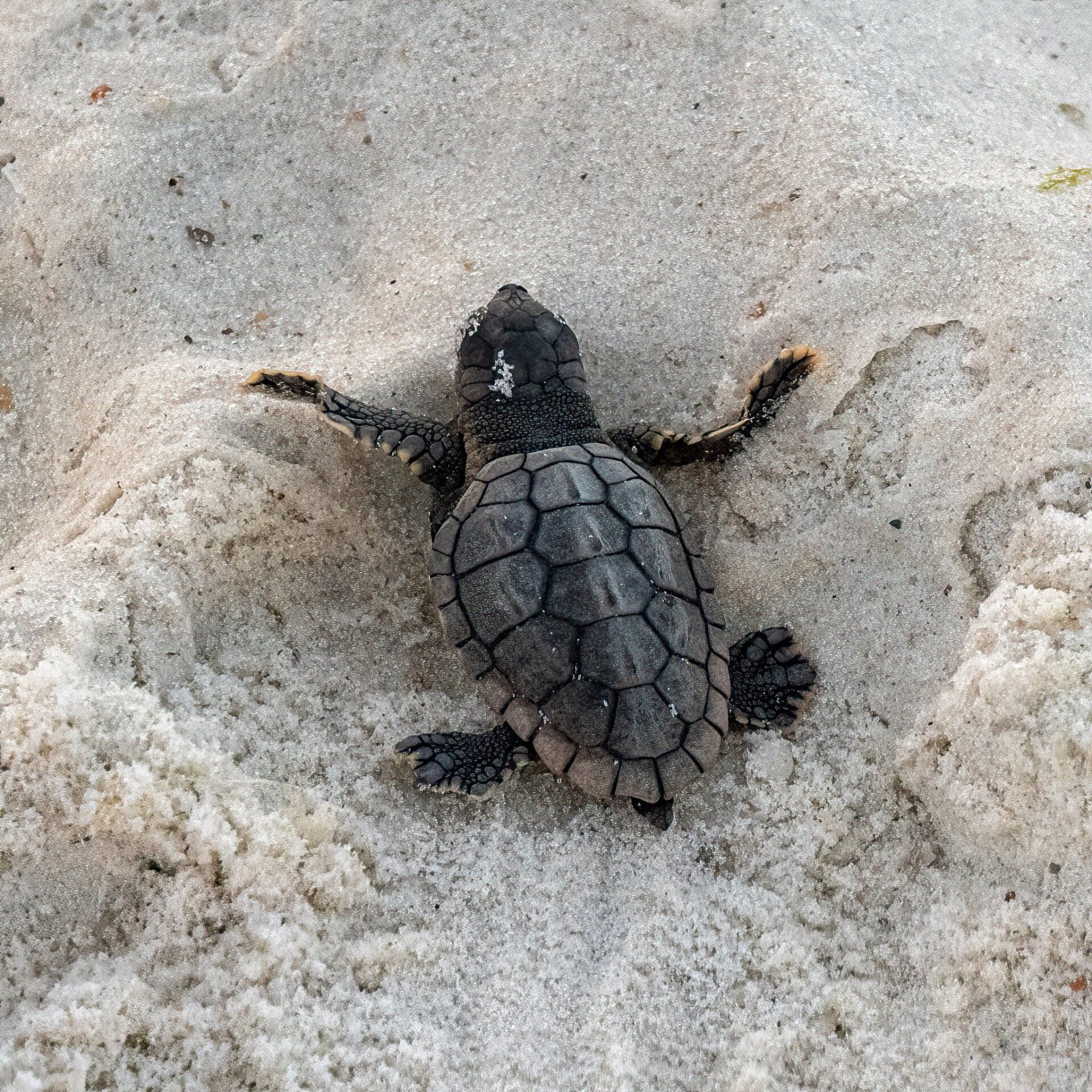 Sea Turtle making its way into the Gulf - Stock Photo