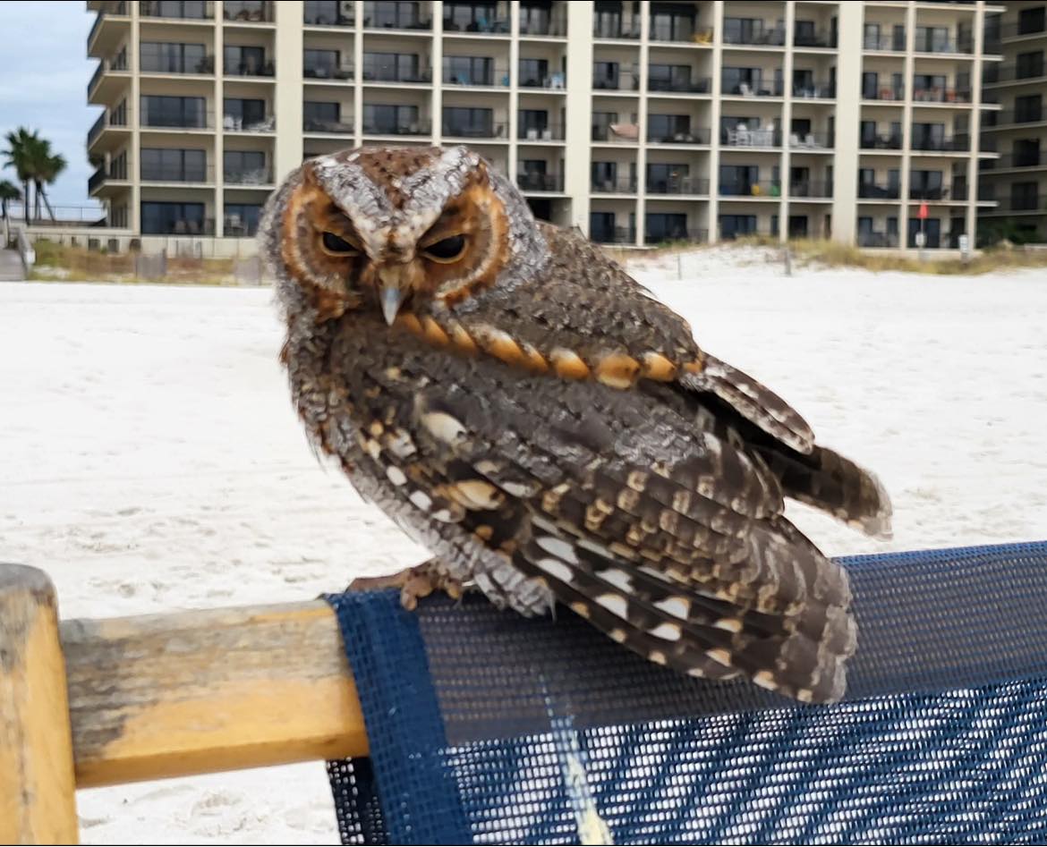 Flammulated Owl