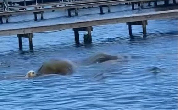 Dog Meets Manatee in Orange Beach